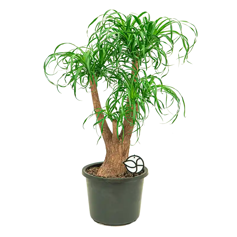 Makkelijk bestellen - Beaucarnea recurvata vertakt