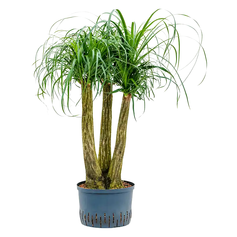 Beaucarnea recurvata vertakt - Bijna uitverkocht