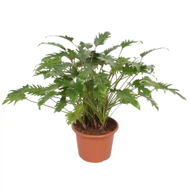 Philodendron Xanadu op stammen | Direct bestellen