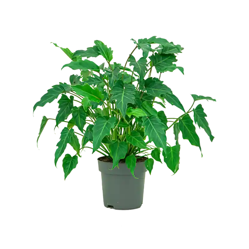 Philodendron Xanadu - Koopje