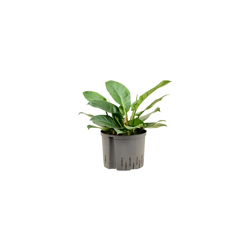 Vanaf nu beschikbaar - Philodendron Imperial Green