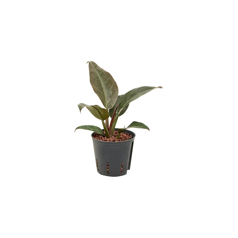 Philodendron Imperial Red | Nieuw in de shop