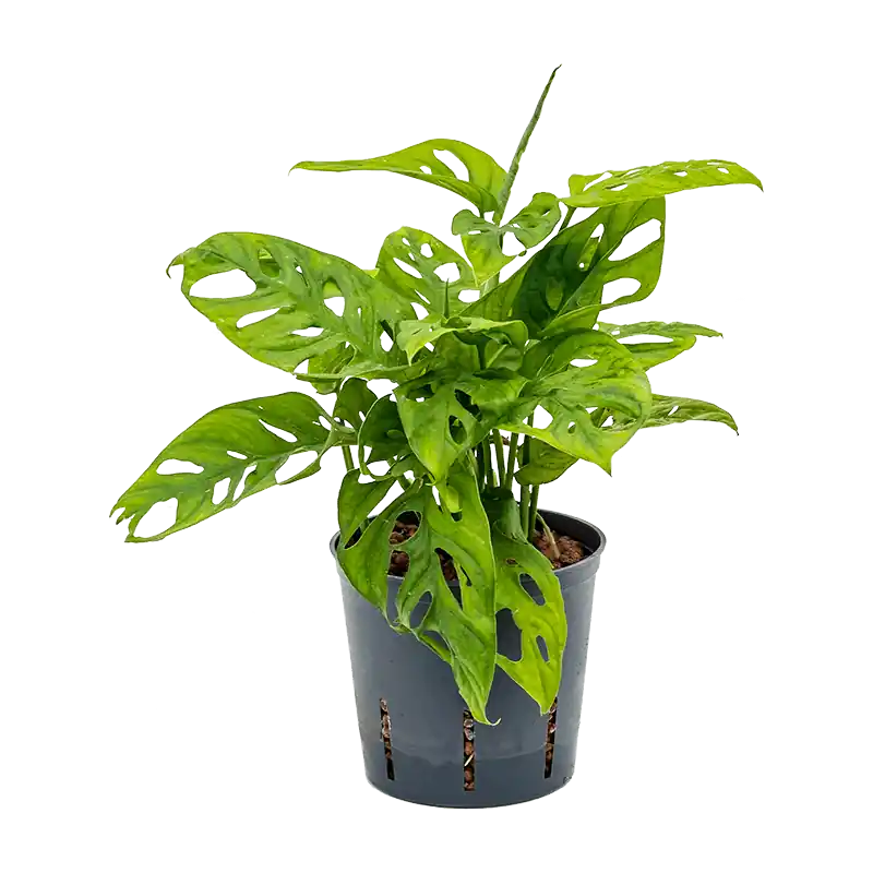 Monstera adansonii | Korting