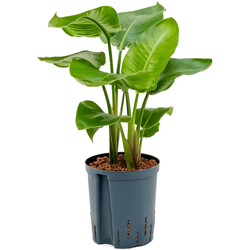 Nieuw in de shop | Strelitzia Nicolai