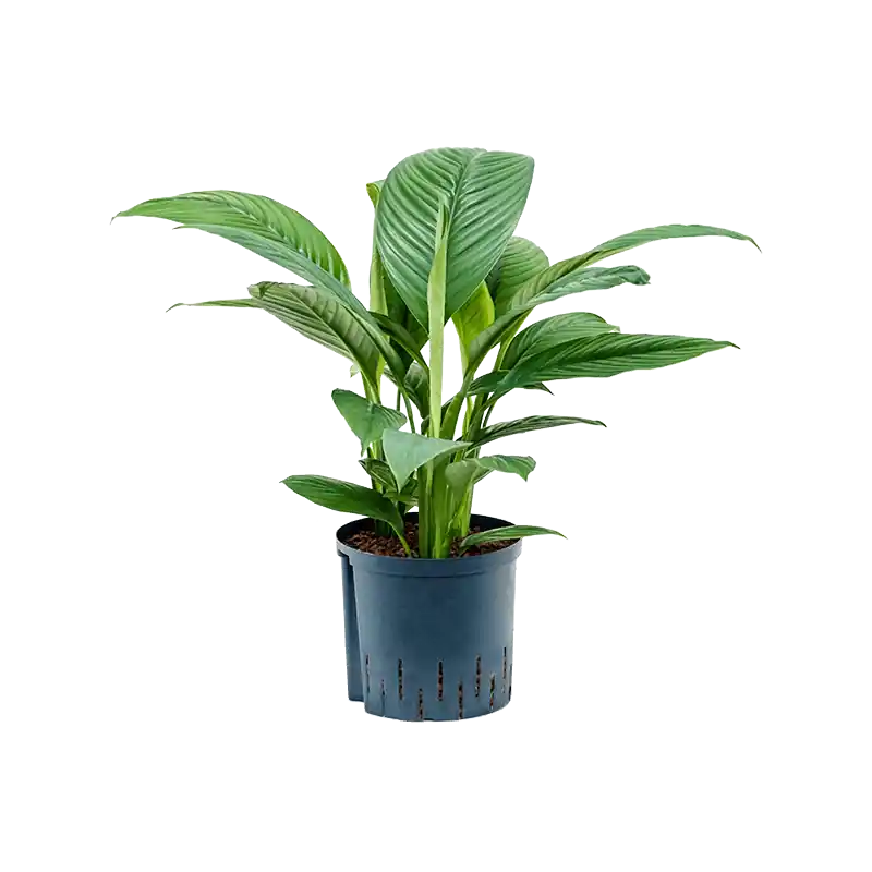 Spathiphyllum Sensation | Outlet