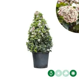 Hoge kwaliteit | Viburnum tinus - kegelvorm