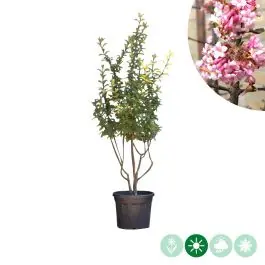 Makkelijk bestellen | Viburnum Dawn - meerstammig