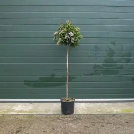 Viburnum tinus - Bestelbaar