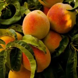 Rechtstreeks uit de fabriek - Prunus Champion - leiboom