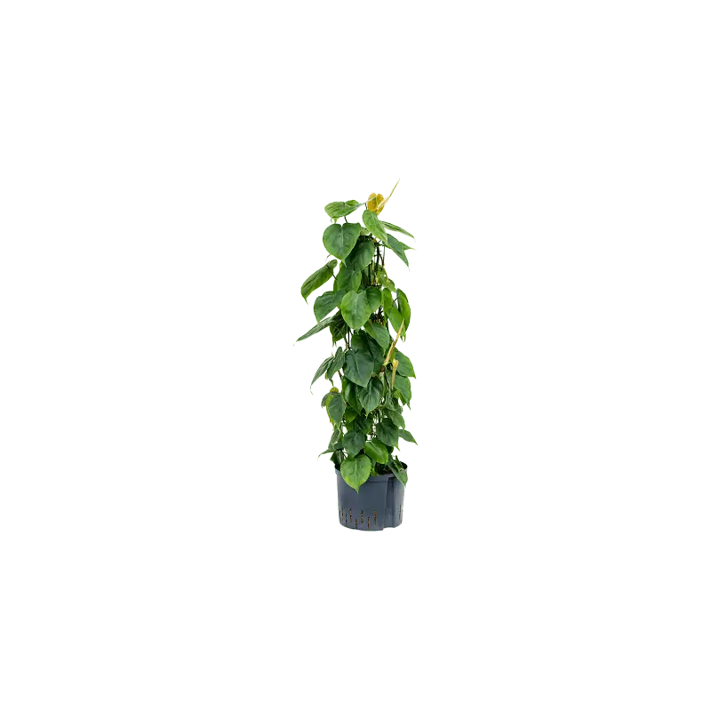 Philodendron scandens draadzuil | Op = op