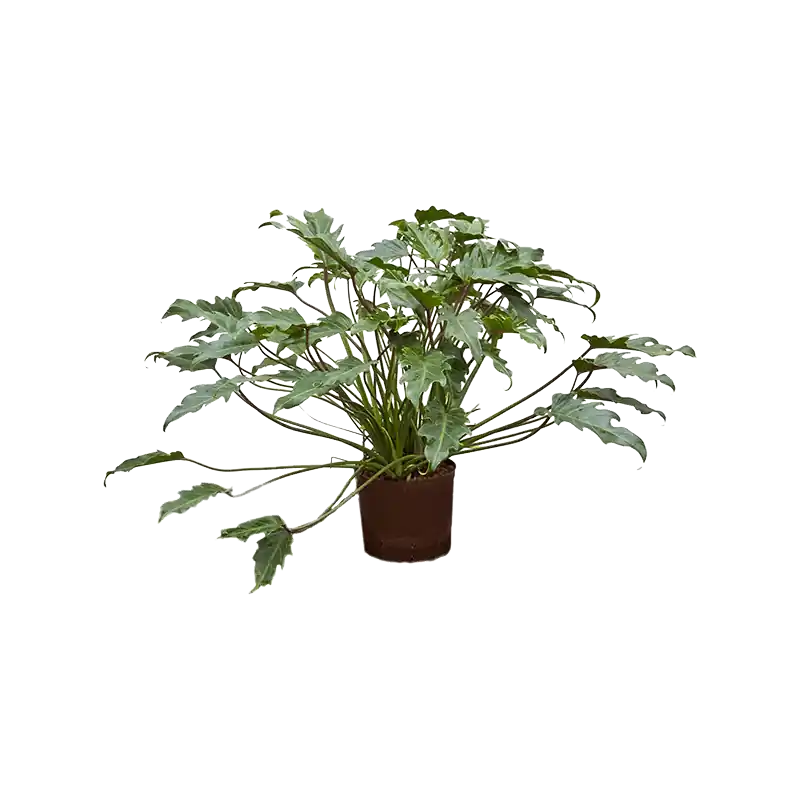 Veilig winkelen - Philodendron Xanadu