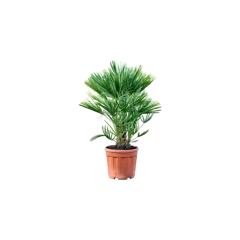 Nu beschikbaar | Chamaerops humilis