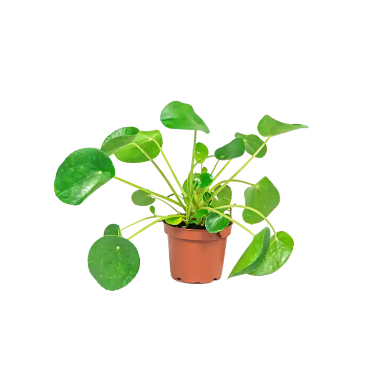 Pilea Peperomioides - Veel gevraagd