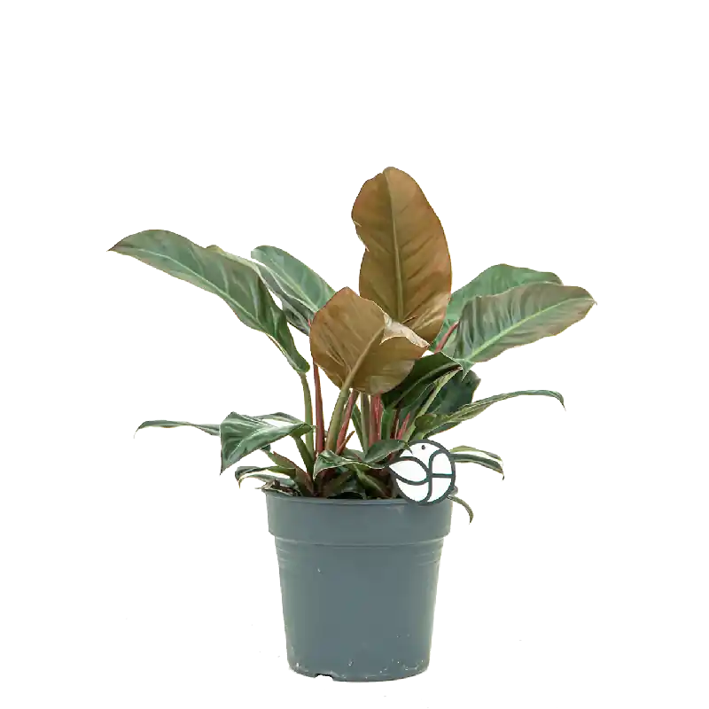 Hoge kwaliteit - Philodendron Imperial Red