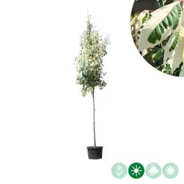 Shop nu - Acer Flamingo
