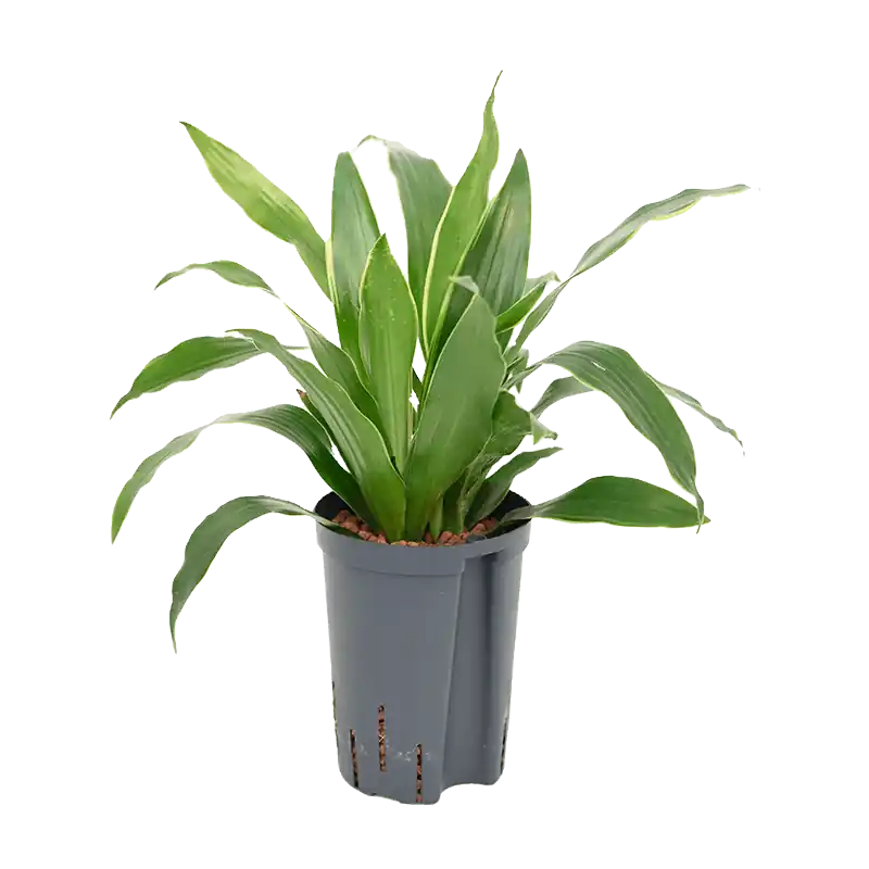 Dracaena Arturo | Rechtstreeks van de fabrikant