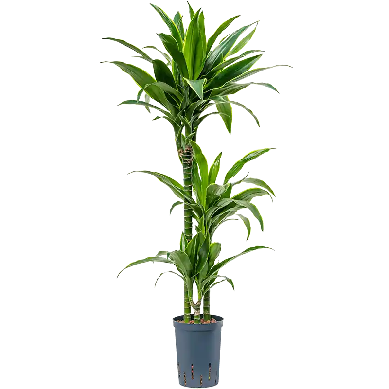 Dracaena Arturo 3-stam | Nog maar enkele beschikbaar