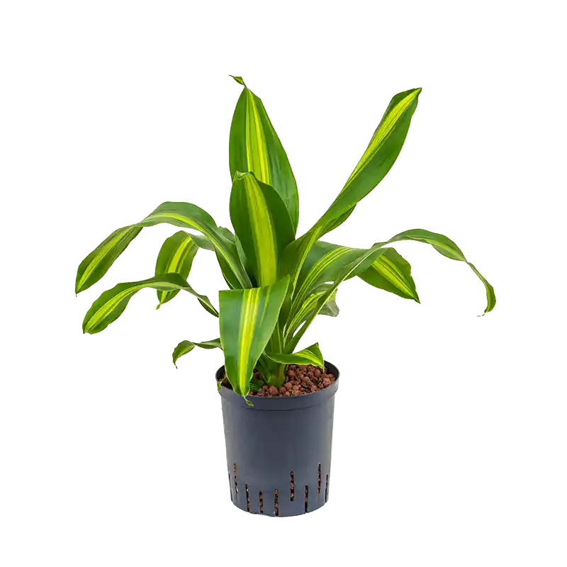 Tijdelijke actie - Dracaena Burley