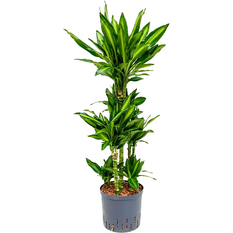 Klantfavoriet - Dracaena Cintho carrousel
