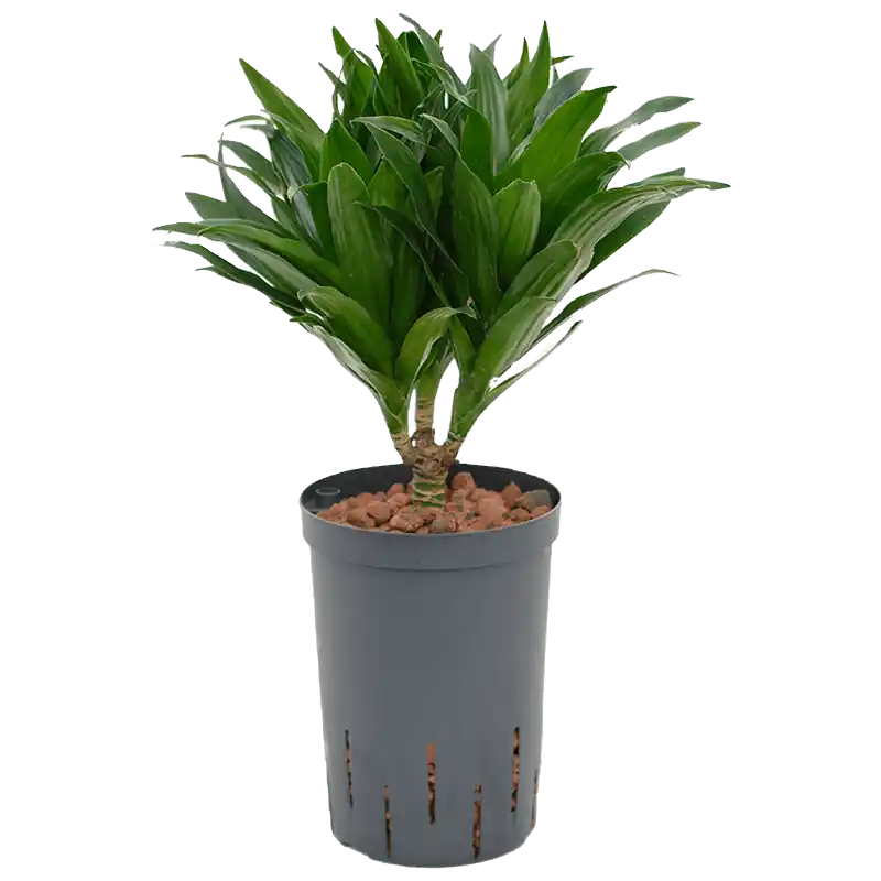 Tijdelijke actie | Dracaena Compacta