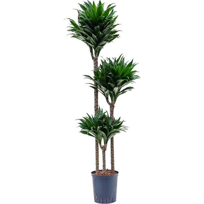 Dracaena Compacta 3-stam - Topprijs