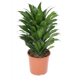 Opruiming - Dracaena Compacta