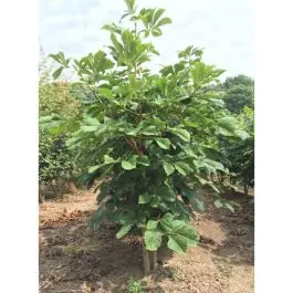 Aesculus hippocastanum - meerstammig - Koopje