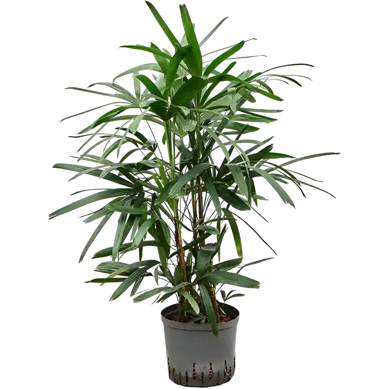 Nu beschikbaar | Rhapis excelsa