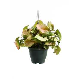 Syngonium ‘Neon‘ - Nieuw in het assortiment