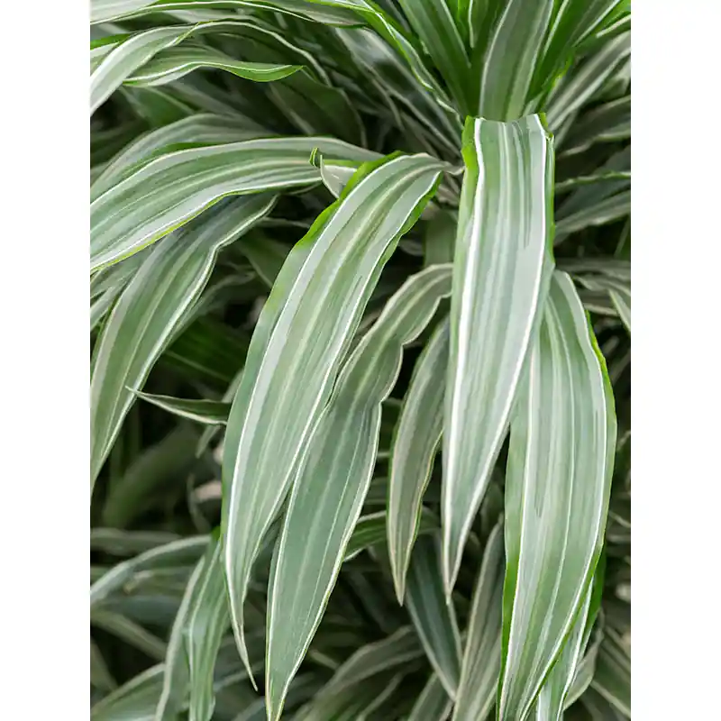 Direct beschikbaar | Dracaena Deremensis Warneckei