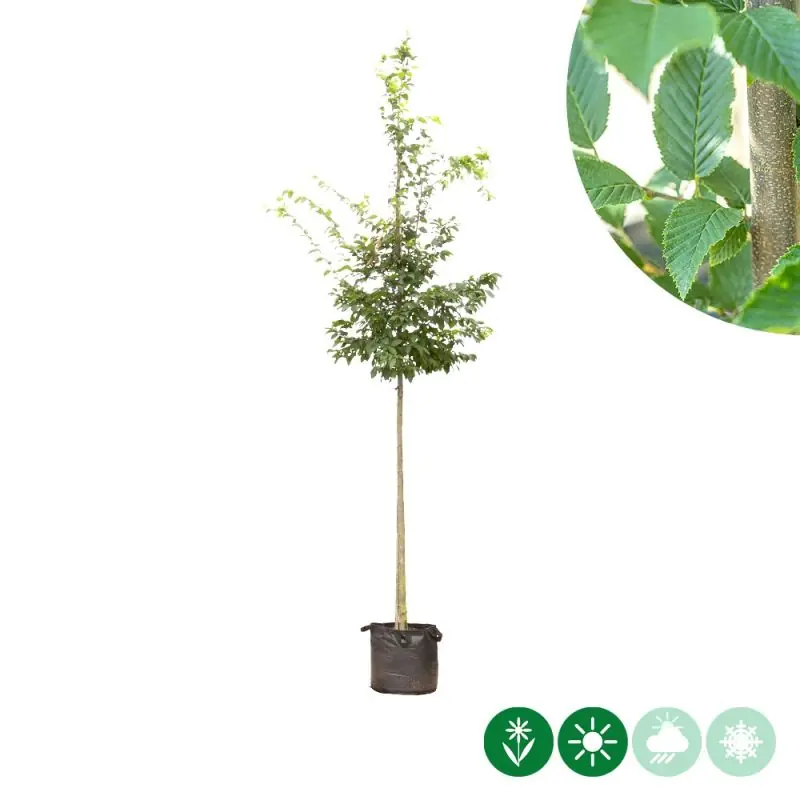 Klantfavoriet | Carpinus betulus