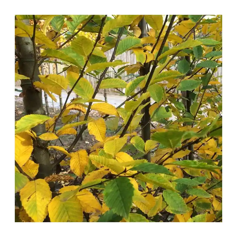 Carpinus Fastigiata - hoogstam - Eenvoudig retourneren