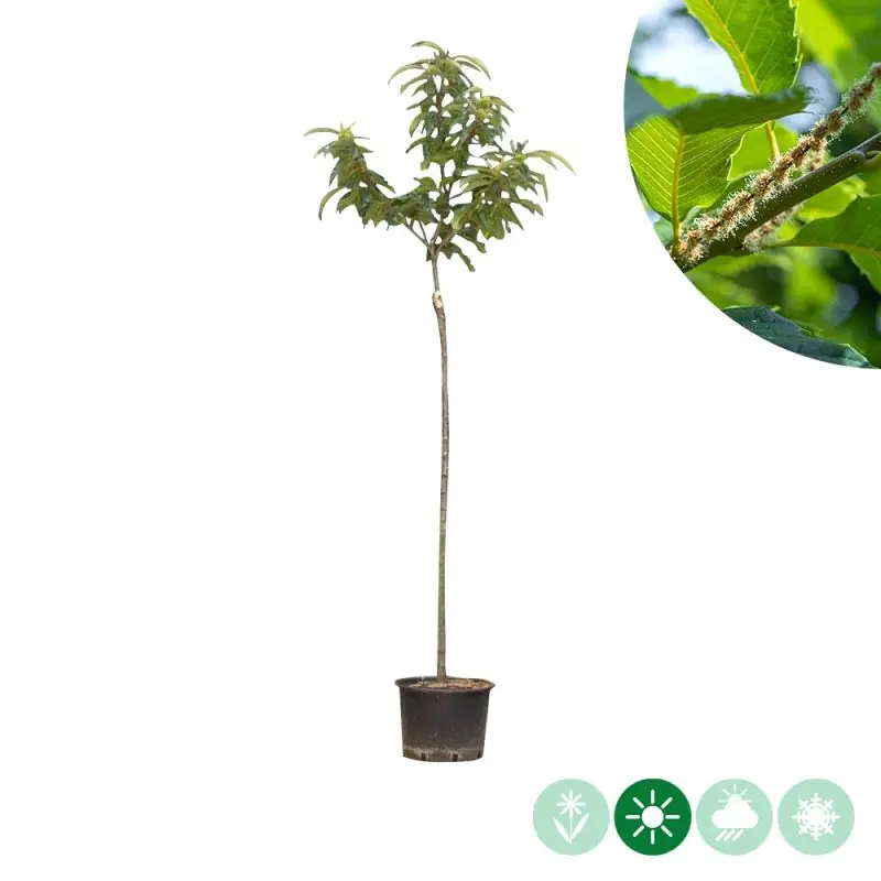 Nieuw - Castanea Dorée de Lyon