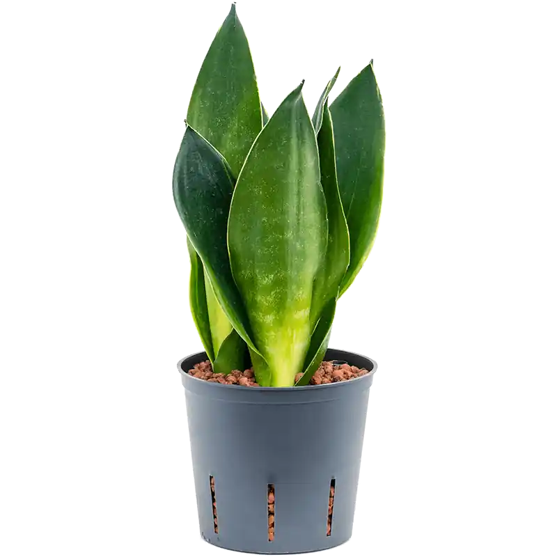 Sansevieria Black Diamond | Nog maar enkele beschikbaar