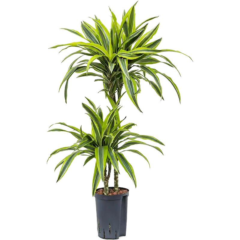 Nieuw binnengekomen | Dracaena Lemon Lime 2-stam