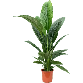 Spathiphyllum Sensation | Koop vandaag