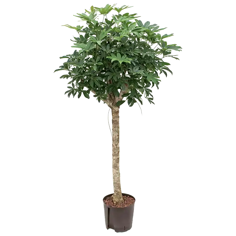 Bestseller - Schefflera Compacta op stam