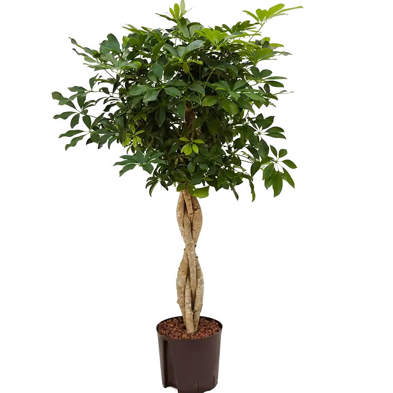 Schefflera Compacta gevlochten stam - Veel gevraagd