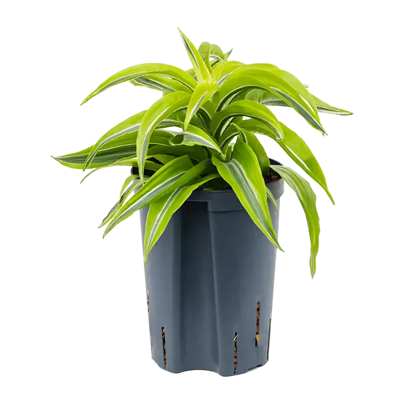 Dracaena Lemon Surprise | Prijsverlaging