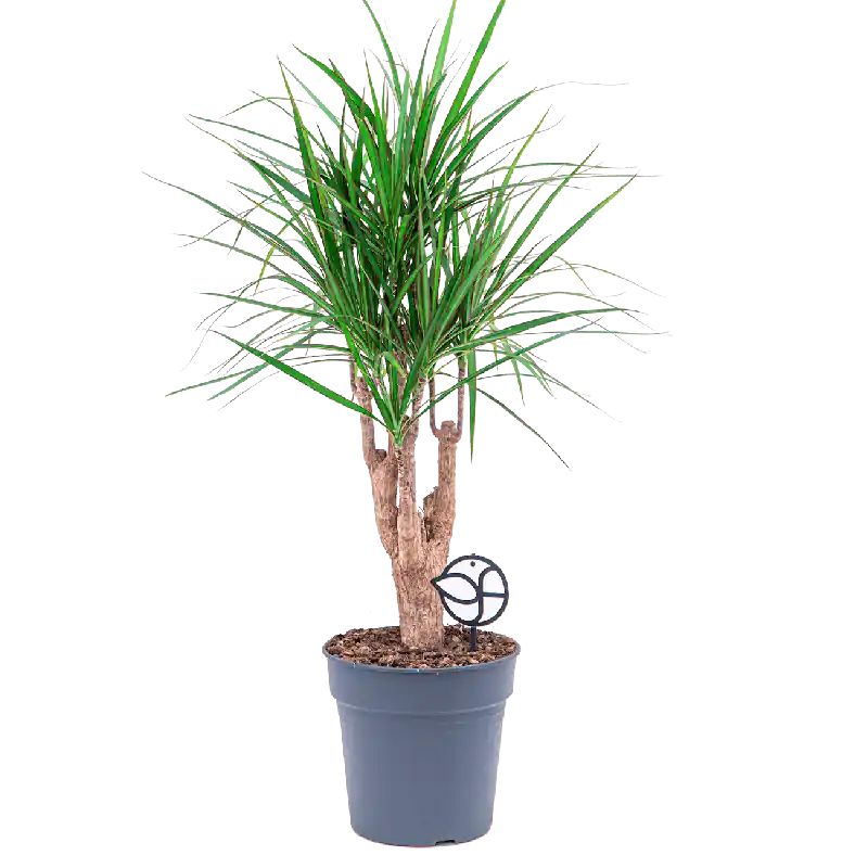Extra korting | Dracaena marginata vertakt