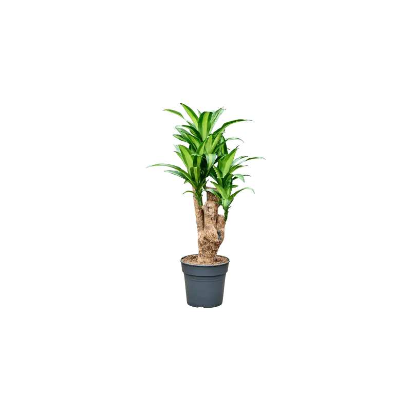 Prijs verlaagd | Dracaena Massangeana vertakt