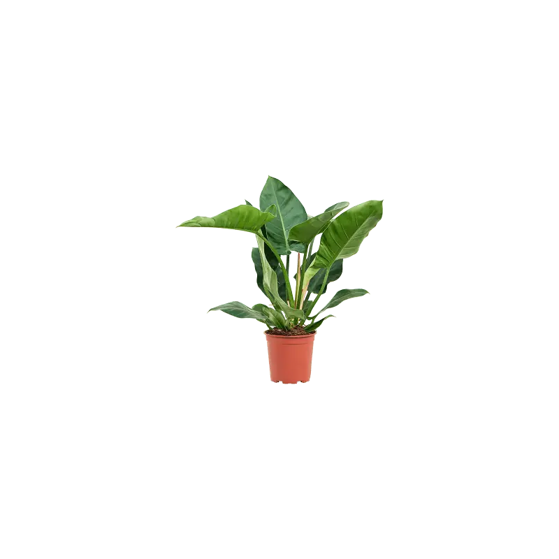 Philodendron Imperial Green - Outlet