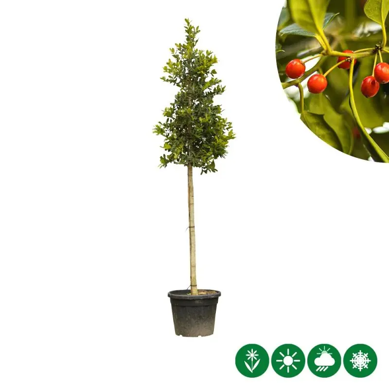 Ilex Nellie R. Stevens - Uitverkoop