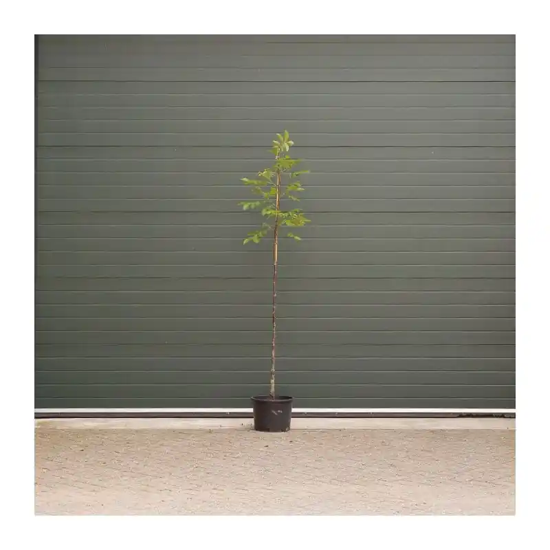 Topkwaliteit - Juglans Lange van Lod