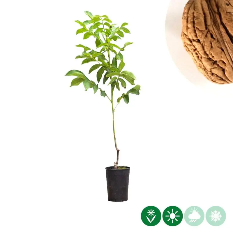 Juglans Bella Maria - Nieuw product