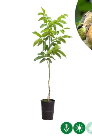 Zeer goed beoordeeld | Juglans Regia Coenen