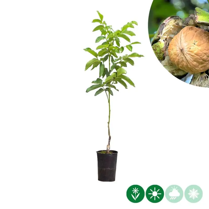 Zeer goed beoordeeld | Juglans Regia Coenen