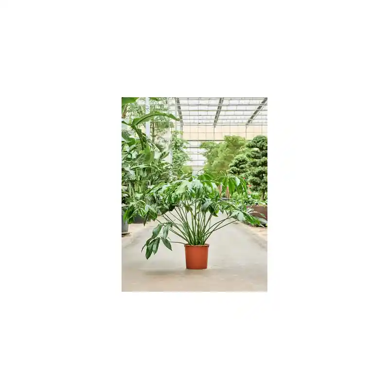 Philodendron Green Wonder - Mis het niet