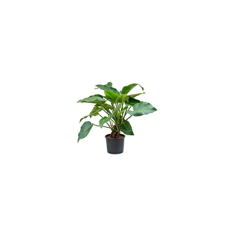 Philodendron Green Beauty - Direct bestellen