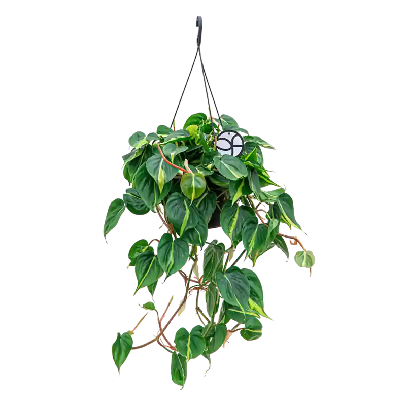 Philodendron Grand Brasil - Shop nu